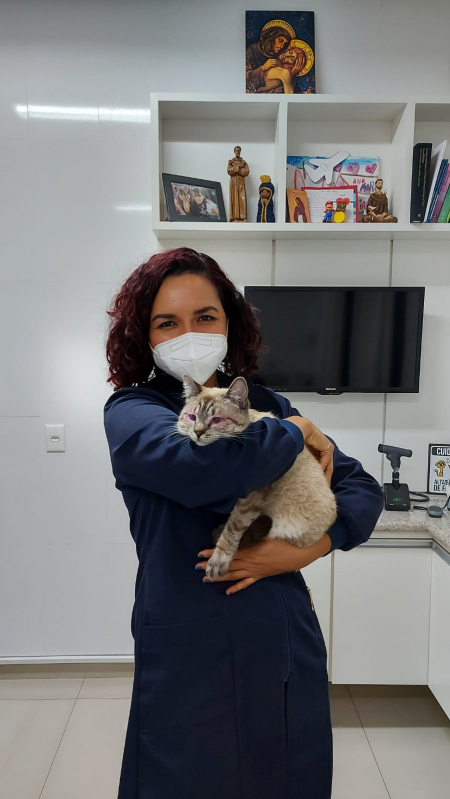Onde Faz Cirurgia Ocular para Gatos Condomínio Lago Sul - Cirurgia Oftalmológica em Cães