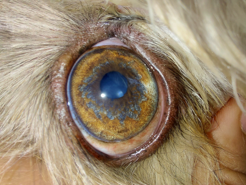 Onde Faz Cirurgia Oftalmológica em Cães Condomínio Santa Mônica - Cirurgia Olho Cachorro Brasília
