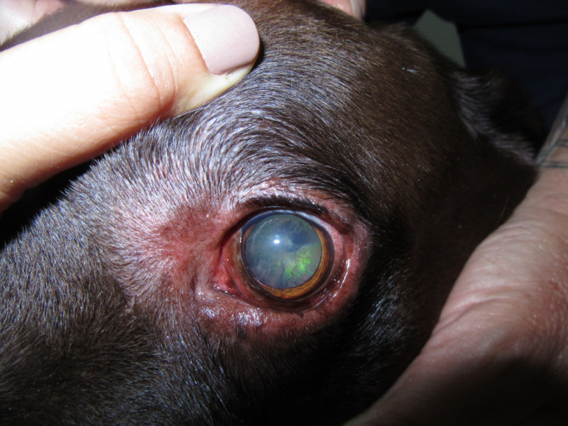 Onde Faz Cirurgia Olho de Cachorro SHTN Setor Hoteleiro Norte - Cirurgia de Catarata no Olho do Cachorro