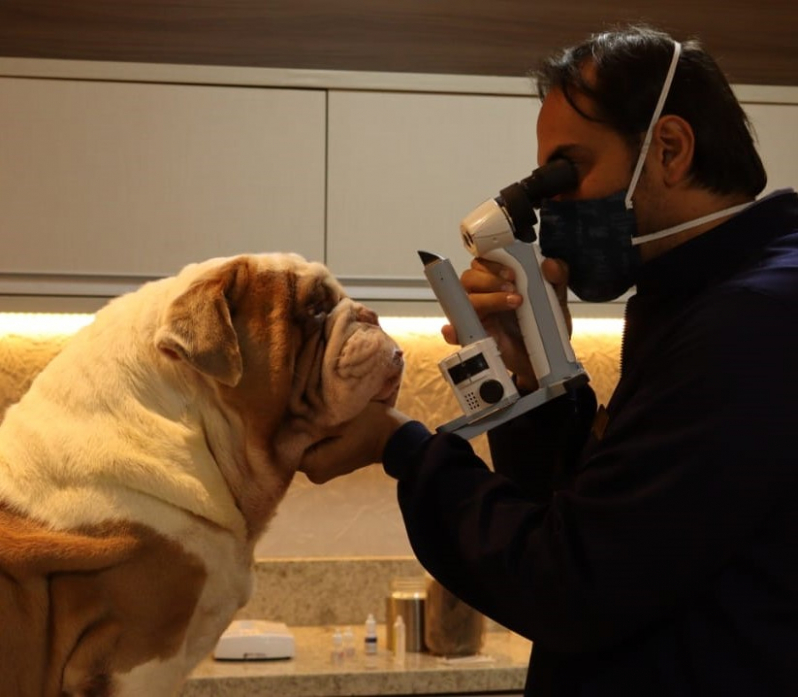 Onde Faz Tratamento de Glaucoma em Cães Asa Sul - Glaucoma Canino Tratamento