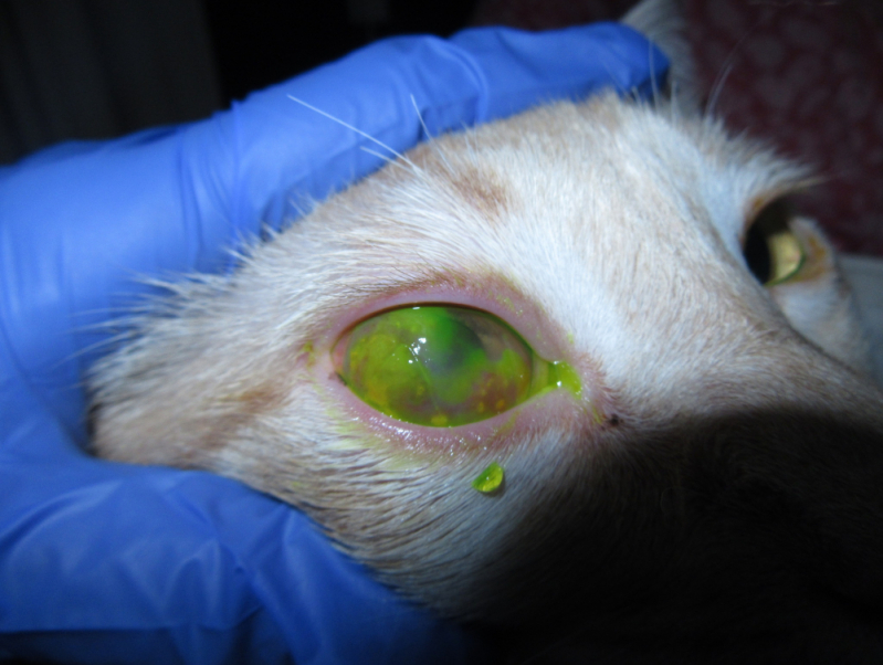 Onde Faz Tratamento Glaucoma em Cães Avenida das Nações - Glaucoma Canino