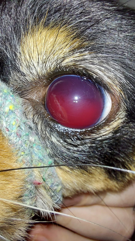Onde Fazer Cirurgia de Catarata para Cachorro Taguatinga - Cirurgia de Catarata Canina