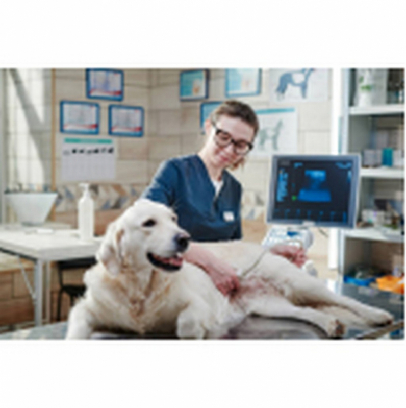 Onde Fazer Tratamento de Glaucoma de Cachorro SIG Setor de Indústrias Gráficas - Tratamento de Glaucoma em Cachorro Barreiros
