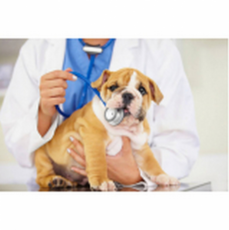 Onde Fazer Tratamento de Glaucoma de Cães Praça dos Três Poderes - Tratamento de Glaucoma de Cão Altiplano Leste