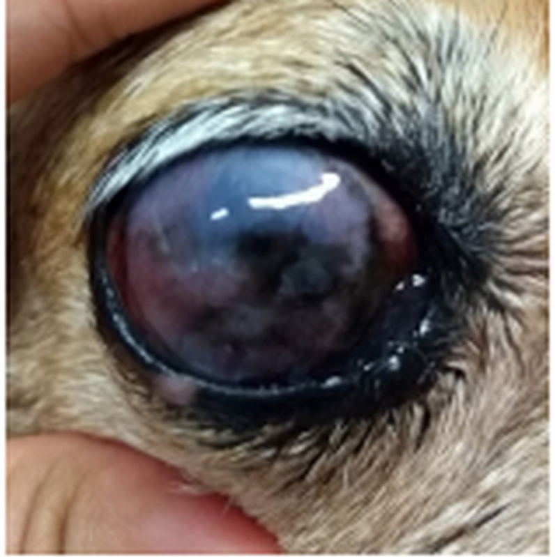 Onde Fazer Tratamento de Glaucoma em Cachorro PRAÇA DOS TRIBUNAIS PRAÇA DO BURITI SIG - Tratamento Veterinário do Glaucoma Canino São Bartolomeu