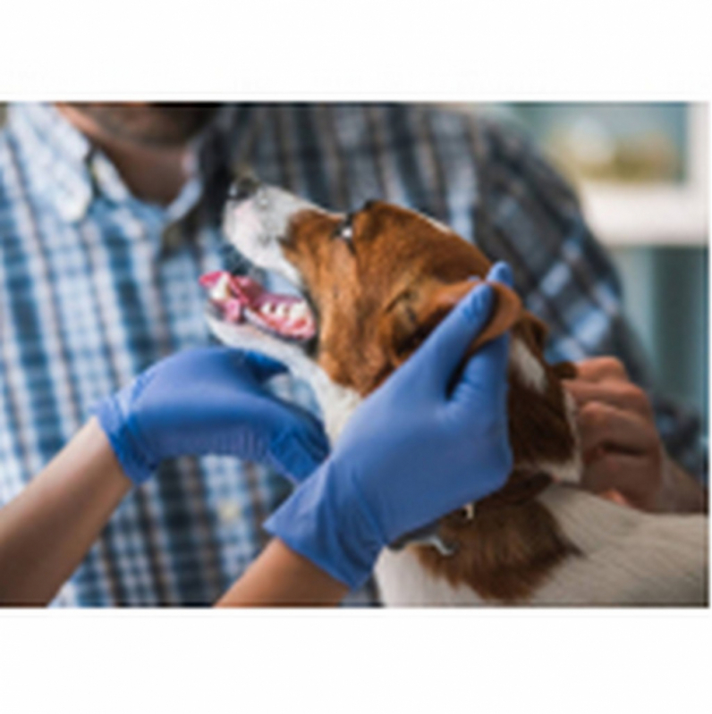 Onde Fazer Tratamento de Glaucoma no Olho de Cachorro Guara - Tratamento Médico do Glaucoma Canino Itaipu