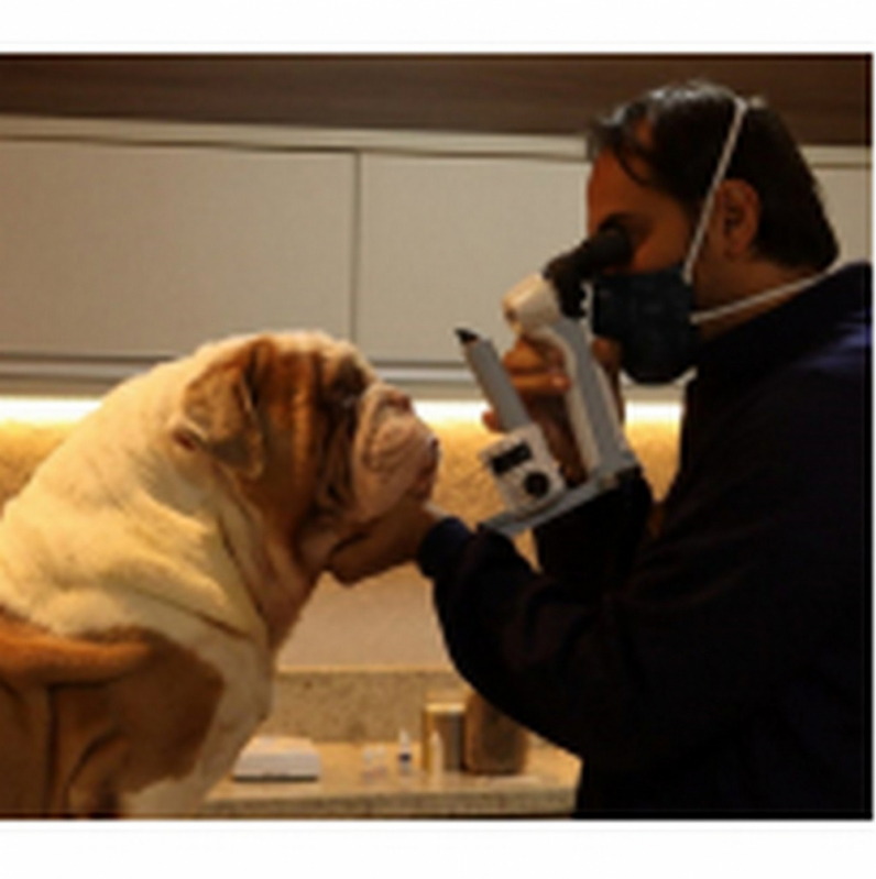 Onde Fazer Tratamento de Glaucoma Ocular Canino Eixo Rodoviário Oeste - Tratamento de Glaucoma de Cão Altiplano Leste