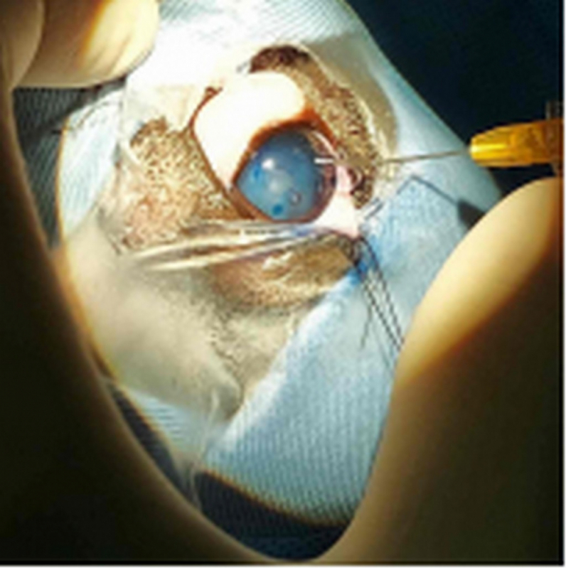 Onde Fazer Tratamento Veterinário do Glaucoma Canino ERL Sul - Tratamento de Glaucoma de Cachorro Itaipu