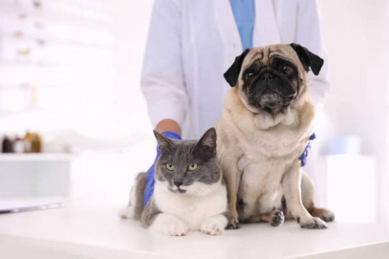 Onde Marcar Consulta Veterinária para Animais ZR Zona Residencial - Consulta Veterinária para Tratamento de Glaucoma Canino Altiplano Leste
