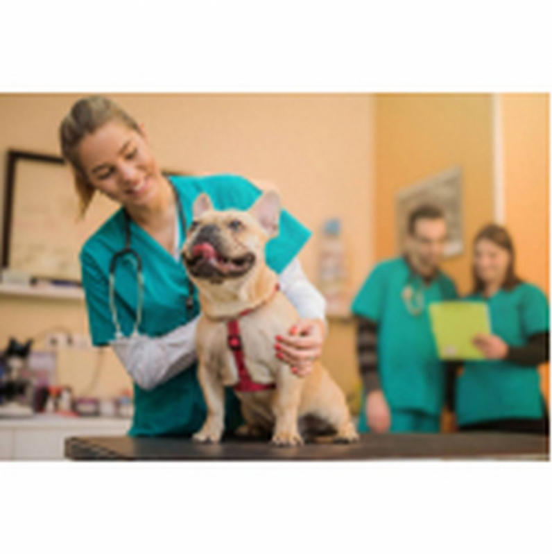 Onde Marcar Consulta Veterinária para Cachorro Setor de Clubes Norte - Consulta de Oftalmologista para Animais Barreiros