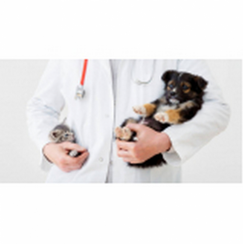 Onde Marcar Consulta Veterinária para Cachorros Esplanada dos Ministérios - Consulta Veterinária para Gatos Itaipu