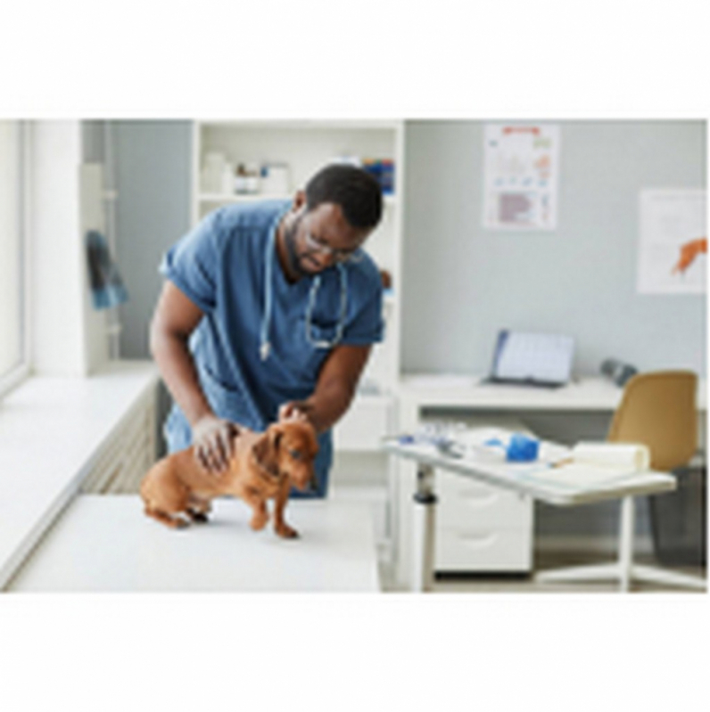 Onde Marcar Consulta Veterinária para Tratamento de Glaucoma Canino AVENIDA W3 - Consulta Veterinária Cachorro Barreiros