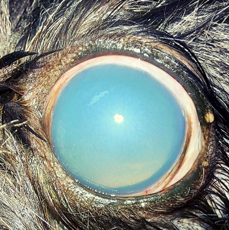 Onde Tem Clínica Glaucoma Canino SCS SETOR COMERCIAL SUL - Glaucoma em Cães Tratamento