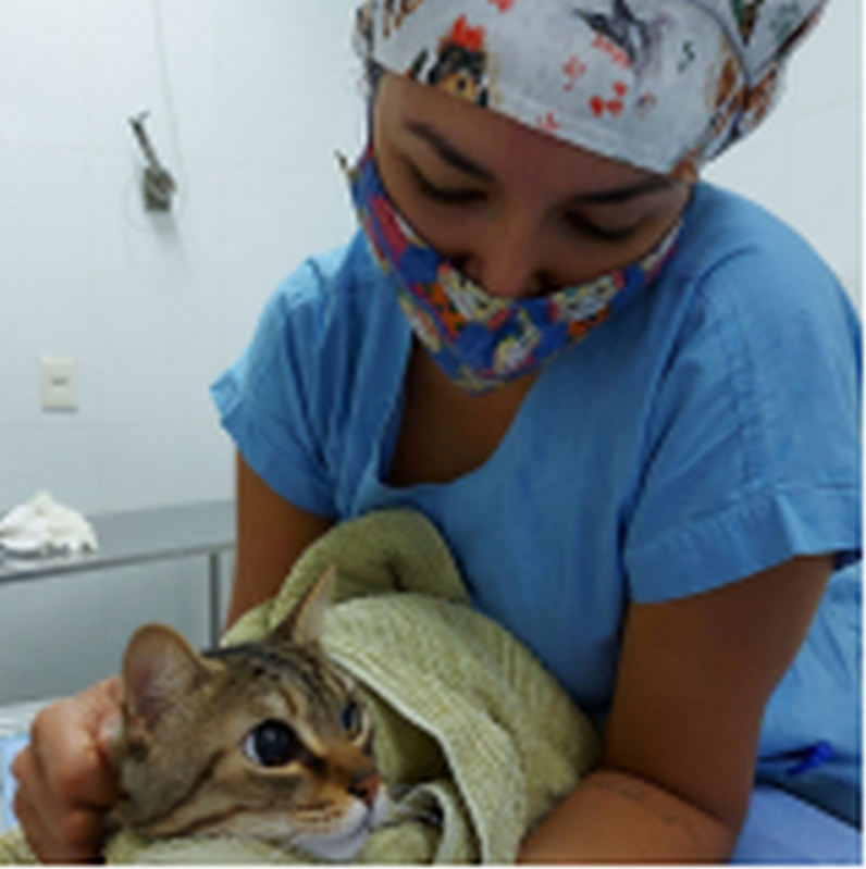 Onde Tem Oftalmo para Cães e Gatos Taguatinga - Oftalmologia em Pequenos Animais Barreiros