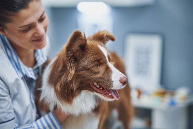 Onde Tem Oftalmologista para Cães SIG Setor de Indústrias Gráficas - Veterinária Especialista em Olhos de Cachorro
