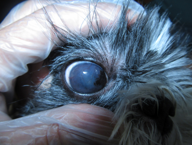 Onde Tem Veterinária Especializada em Olhos de Cachorro EPJK Estrada Parque Juscelino Kubitschek - Oftalmologista Cachorro