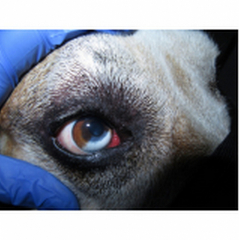 Onde Tem Veterinário Oftalmologista Especializado em Cachorros Lado Norte - Veterinário Oftalmologista Altiplano Leste