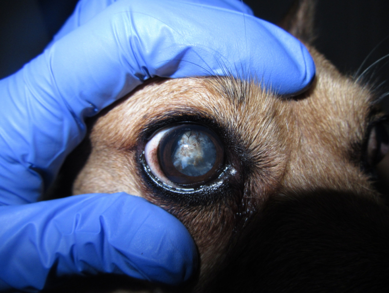 Operação Catarata Cachorro ZV Zona Verde - Cirurgia de Catarata em Cachorro