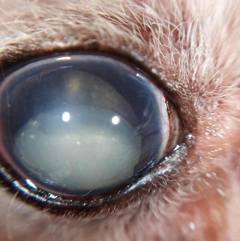 Operação de Catarata em Cachorro Agendar SETOR DE HOTEIS E TURISMO NORTE - Cirurgia de Catarata Canina