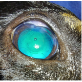 agendamento de cirurgia de catarata em cachorro Condomínio Lago Sul