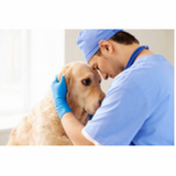 cirurgia catarata cachorros clínica Brasília