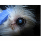 cirurgia catarata para animais clínica Condomínio Santa Mônica