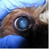 cirurgia de catarata animal clínica Guara
