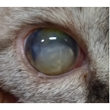 cirurgia de catarata em felinos Condomínio Alphavile