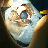 cirurgia de catarata no olho do cachorro marcar Zona Industrial