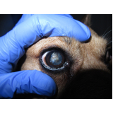 cirurgia de catarata no olho do cachorro Eixo W