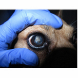 cirurgia de catarata para cachorros clínica Altiplano Sul