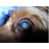 cirurgia de olhos para cachorro ERL Sul