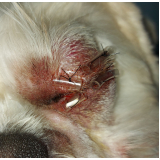 cirurgia em olho de cachorro Águas Claras