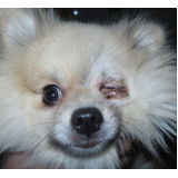 cirurgia no olho de cachorro marcar Altiplano Leste