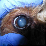 cirurgia no olho do cachorro marcar Lago