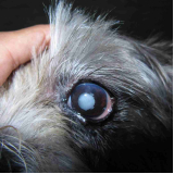 cirurgia no olho do cachorro Eixo W