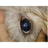 cirurgia oftalmológica em cães marcar Eixo W