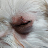 Cirurgia em Olho de Cachorro
