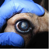 Cirurgia Olho Cachorro