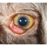 Cirurgia Olho de Cereja Cachorro