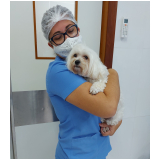 clínica de cirurgia nos olhos de cachorro Cruzeiro