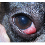 clínica de cirurgia olho de cereja cachorro Cidade Ocidental