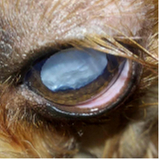 clínica especializada em glaucoma cachorro ZfN Zona Industrial
