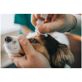 clínica especializada em glaucoma de cães Park Sul
