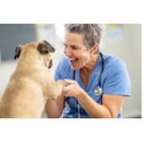 clínica especializada em glaucoma de cão Condomínio Santa Mônica