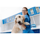 clínica especializada em glaucoma em cachorro de estimação Lago Oeste