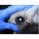 clínica especializada em glaucoma no olho de cachorro Sudeste