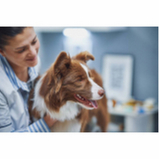 clínica especializada em tratamento de glaucoma de cão Octogonal