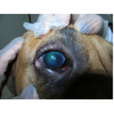 clínica especializada em tratamento de glaucoma em cachorro Águas Claras