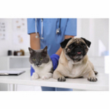 clínica especializada em tratamento de glaucoma em cães Octogonal